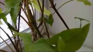 Сингониум вред и польза. Комнатные растения.