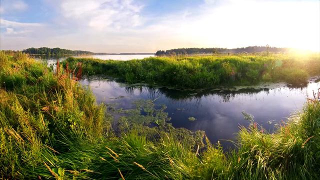 Beaver Facts: Fun Facts About the Busiest Animals | Animal Fact Files смотреть онлайн