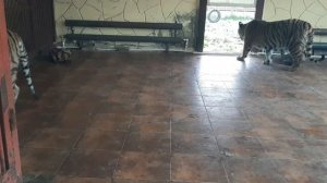 ТИГРЫ С БЛИЗКОГО РАСТОЯНИЯ