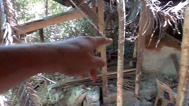 Крокодил и огромная рыба арапайма в Таиланде. смотреть онлайн