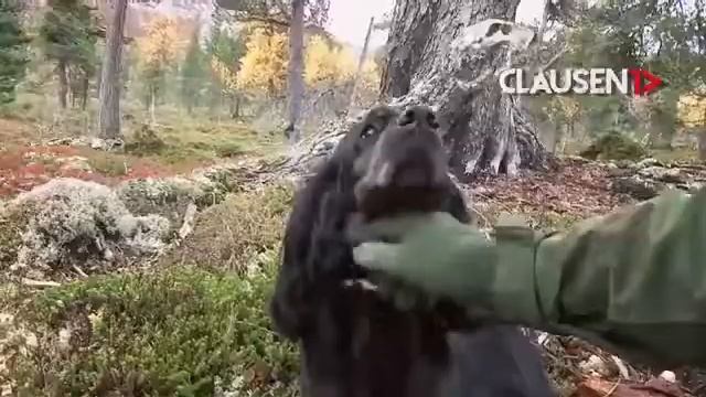 Сохранение мяса в Тайге копчением.