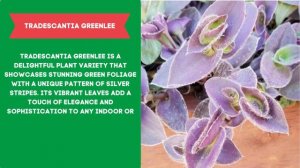 TRADESCANTIA VARIETIES - Plants Weekly