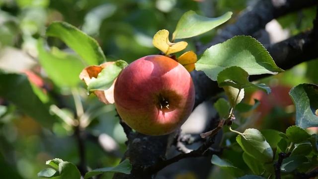 Nikon 55-300mm объектив тест видео Zoom 55-300 + Nikon D3300, Iso 200 F/4.5-5.6