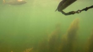 Пилен-сука шустрый.mp4