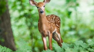 Ariel Ramirez, Paul Mauriat - Alouette / Ариэль Рамирес, Поль Мориа - Жаворонок