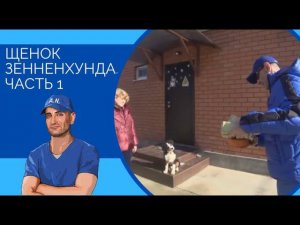 Щенок зенненхунда часть 1(прыжки на людей и правильное кормление)