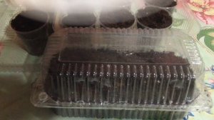 Посев семян. Картадерия и Овсянница и результат всходов.