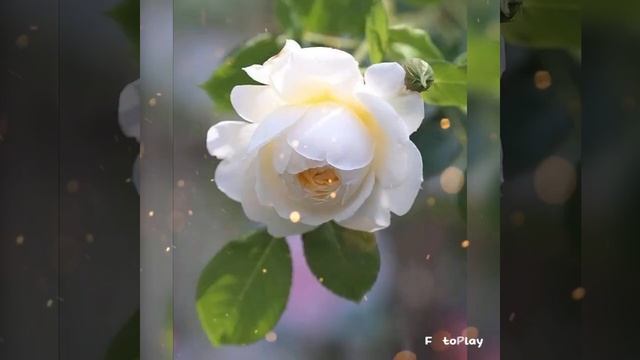 милостью сердца... смотреть онлайн