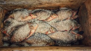 Лещ вяленый. Рецепт приготовления. Солите рыбу так и удивляйте друзей!