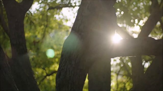 Пихтовникова А. В. ФЛА 4-2 Физалис смотреть онлайн