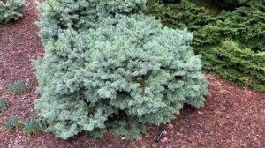 Picea engelmannii 'Jasper' Dwarf Engelmann Spruce  January 31, 2020