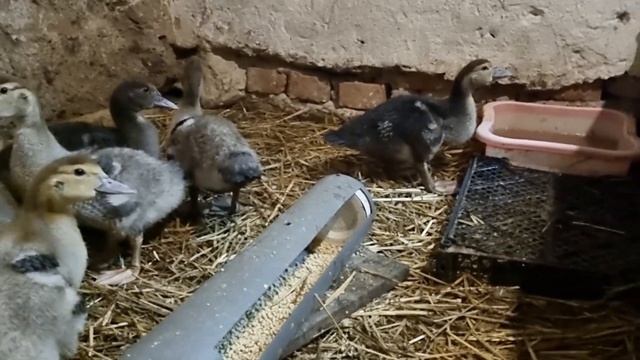 Утята мускусной утки, индоутки .Содержание, кормление. Muscovy ducklings. Maintenance, feeding. смотреть онлайн