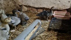 Утята мускусной утки, индоутки .Содержание, кормление.    Muscovy ducklings.  Maintenance, feeding.