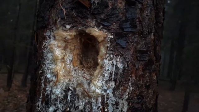Живица – лекарство, дарованное нам самой природой! смотреть онлайн