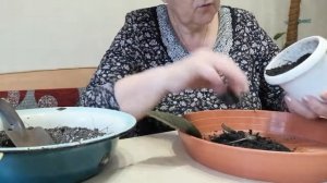 ЗАМИОКУЛЬКАС. Долларовое дерево. Обрезка и пересадка.