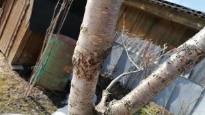 Прививка черешни на вишню. Не совпадение скорости роста привоя. апрель 2022.