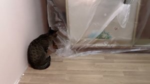 !!! РЕМОНТ И КОШКА В ШКАФУ!!    #кошка