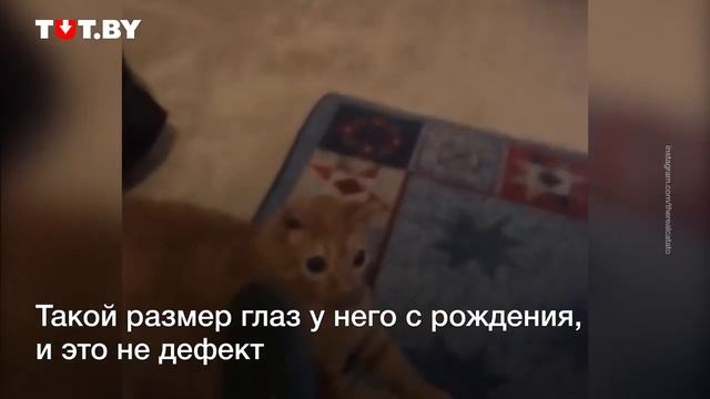 У кота огромные глаза! смотреть онлайн