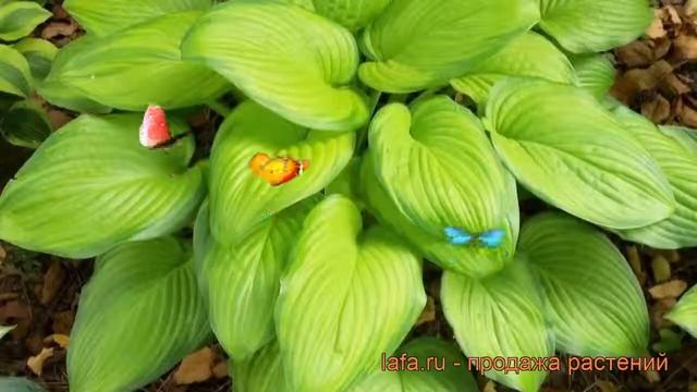 Хоста гибридная Гуакамоле (hosta guacamole) ? Гуакамоле обзор: как сажать, рассада хосты Гуакамоле