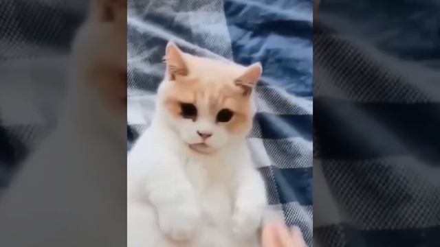 Приколы с животными