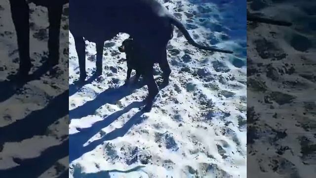 Любимый цвергпинчер / карликовый пинчер/ мини доберман смотреть онлайн