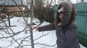 Основы обрезки деревьев. Шаг 1