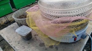 Пчелиный подмор. Сушим.
