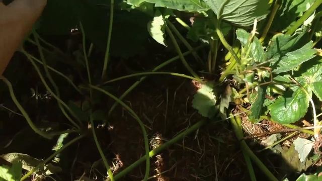 Что делать с клубникой после сбора урожая