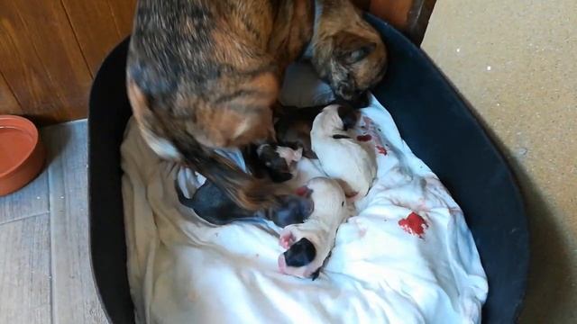 Gretta's all puppy's are born смотреть онлайн