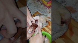 Куриный" РАК" опухоль.