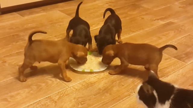 Щенки Цвергпинчера смотреть онлайн