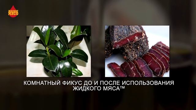 Жидкое мясо. Жидкое мясо Сыендук. Жидкое мясо текст. Жидкое мясо купить Сыендук купить.