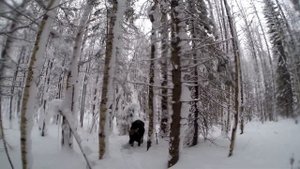 Охота на лося, в Пермском крае.