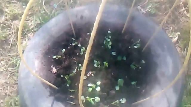 пикировка виолы в открытый грунт смотреть онлайн