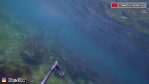 ВСТРЕЧА СО ЗМЕЕЙ, каспийское море | Подводная охота 2021