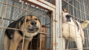 В Нягани открыли приют для кошек и собак