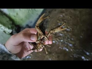Ловля раков в шлюзе часть 1 / Catching crayfish in the gateway part 1