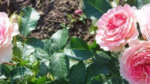 Роза Джет Сет ( JET SET ) - первое цветение.