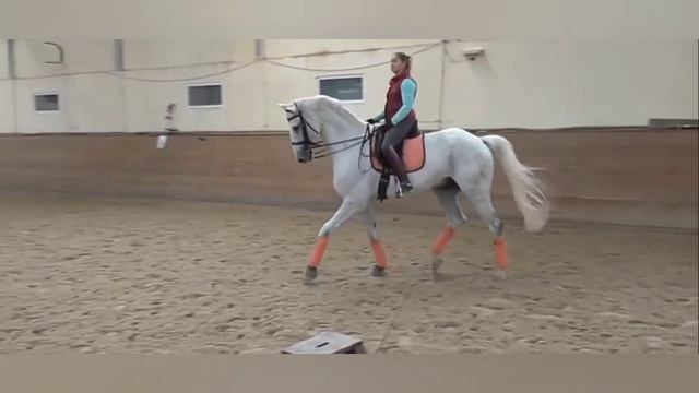 Искусственные аллюры лошадей|#аллюры лошадей смотреть онлайн