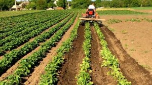 Окучивание мототрактором / Культиватор своими руками!