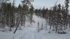 Спуск с горки на камусных лыжах без палок (1видео)