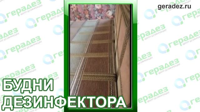 Нашли клопов под кроватью и в тумбочке [БУДНИ ДЕЗИНФЕКТОРА #2] смотреть онлайн