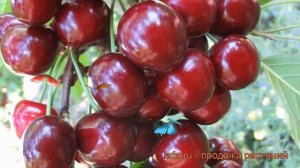 Черешня золотистая Россошанская крупная ? обзор: как сажать, саженцы черешни Россошанская крупная
