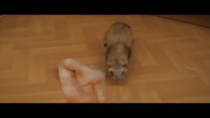 Хорёк Ларик - клип о шустром хорьке