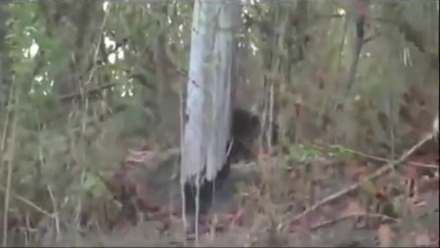 Tiger kills bear family смотреть онлайн
