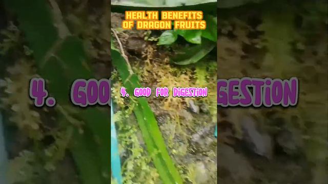HEALTH BENEFITS OF DRAGON FRUIT.. смотреть онлайн