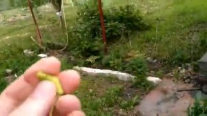Заболевание на сливе называется кармашки. Вот так выглядит. Надо лечить