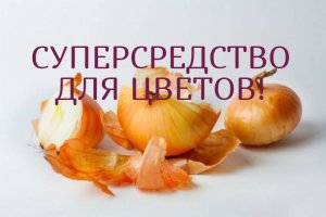 Отличное удобрение для комнатных растений//Луковая шелуха//Катерина Кир