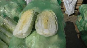 Пекинская капуста КИСЕКИ - лидер по хранению! #хранениепекинскойкапусты #пекинкакисеки #семенаовоще