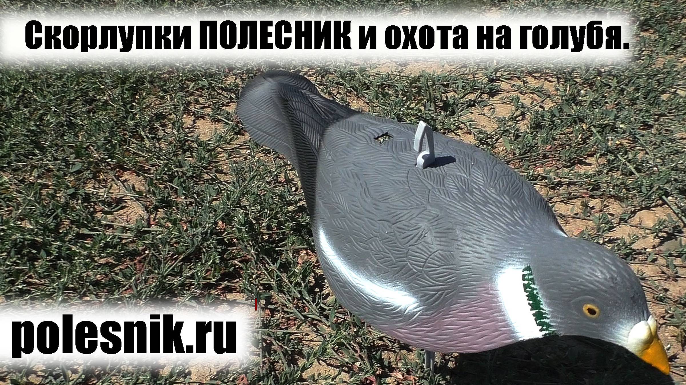 Скорлупки ПОЛЕСНИК и охота на голубя.